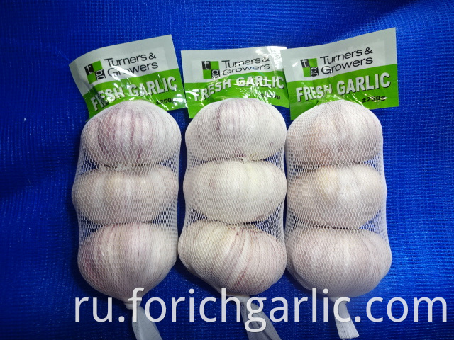 Normal White Garlic